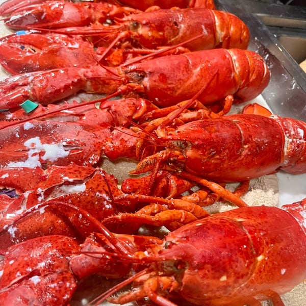 Several bright red cooked lobsters, some with white butter or sauce, arranged on a white surface.